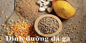 Tìm hiểu các thông tin về dinh dưỡng gà đá tại 79KING